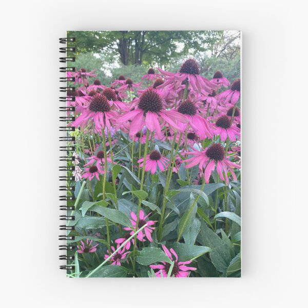 Artikelvorschau, Leuchtend rosa Sonnenhüte in voller Blüte in einem üppigen Garten entworfen und verkauft von Jessica  Taylor-Cassan.