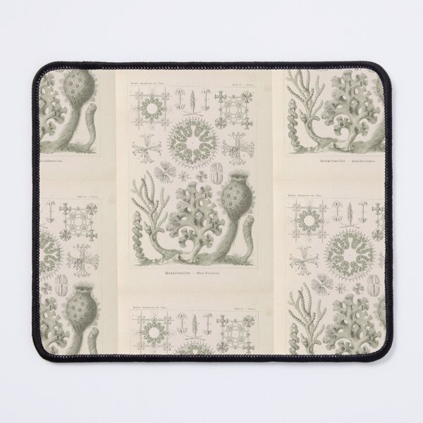 Item preview, Hexactinellae. – Glasschwämme Ernst Haeckel designed and sold by TeeARTHY.