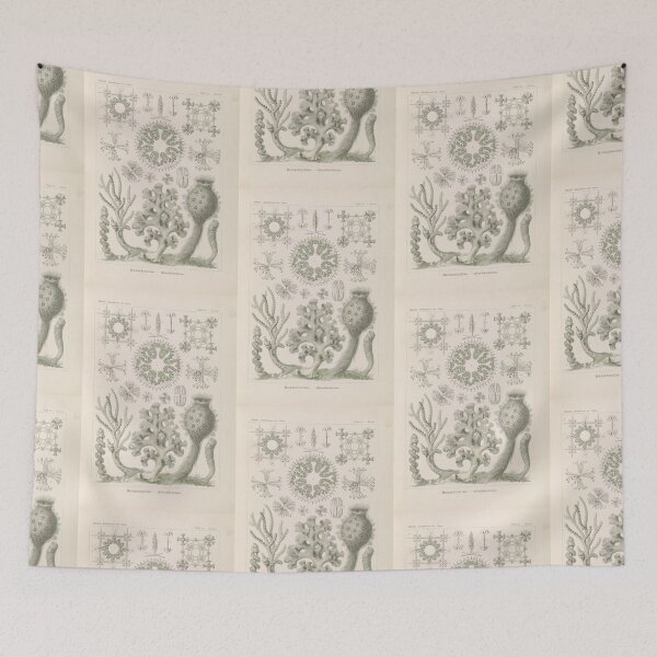 Item preview, Hexactinellae. – Glasschwämme Ernst Haeckel designed and sold by TeeARTHY.