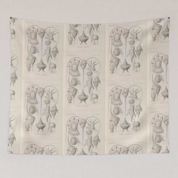Item preview, Peridinea Geikelhütchen Ernst Haeckel designed and sold by TeeARTHY.