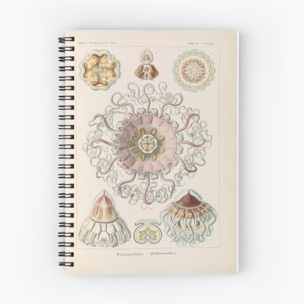 Item preview, Peromedusae Talchenquallen Ernst Haeckel designed and sold by TeeARTHY.
