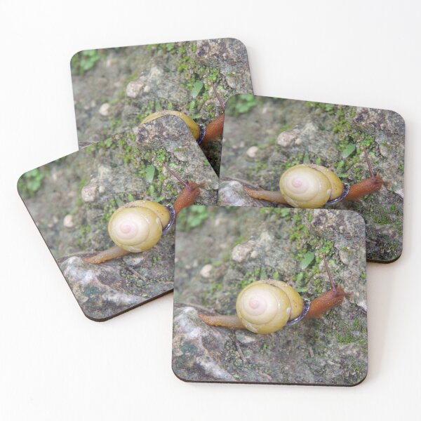 Item preview, Terrestrial Snail at Tumalog Falls Cebu, Philippines designed and sold by The Botanical Jason.