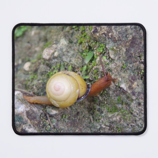 Item preview, Terrestrial Snail at Tumalog Falls Cebu, Philippines designed and sold by The Botanical Jason.