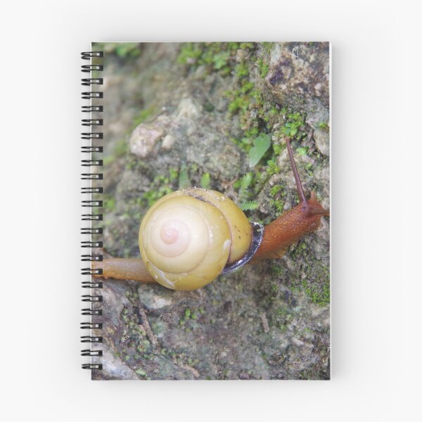 Item preview, Terrestrial Snail at Tumalog Falls Cebu, Philippines designed and sold by The Botanical Jason.