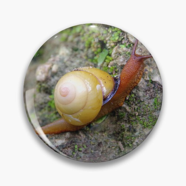 Item preview, Terrestrial Snail at Tumalog Falls Cebu, Philippines designed and sold by The Botanical Jason.
