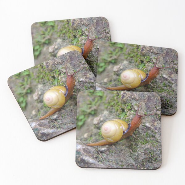 Item preview, Terrestrial Snail at Tumalog Falls Cebu, Philippines designed and sold by The Botanical Jason.