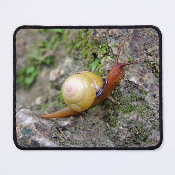 Item preview, Terrestrial Snail at Tumalog Falls Cebu, Philippines designed and sold by The Botanical Jason.