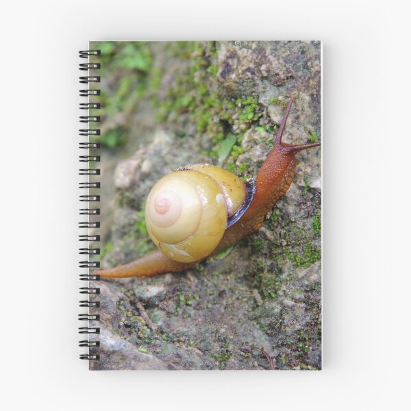 Item preview, Terrestrial Snail at Tumalog Falls Cebu, Philippines designed and sold by The Botanical Jason.