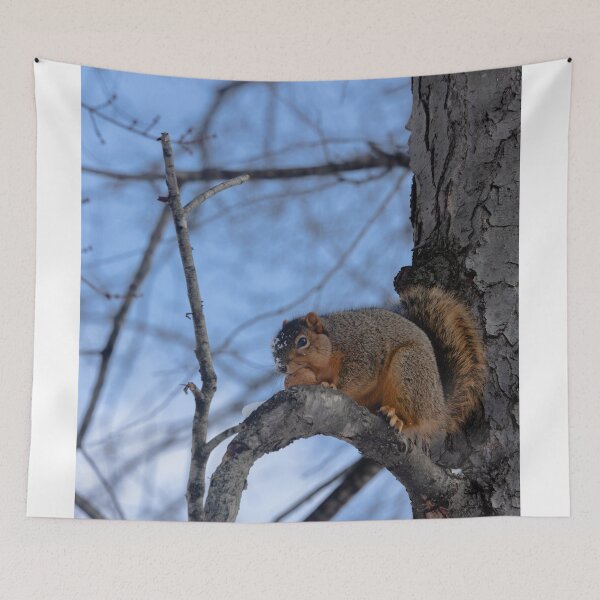 Item preview, Squirrel with a walnut designed and sold by Split2ndPhotos.