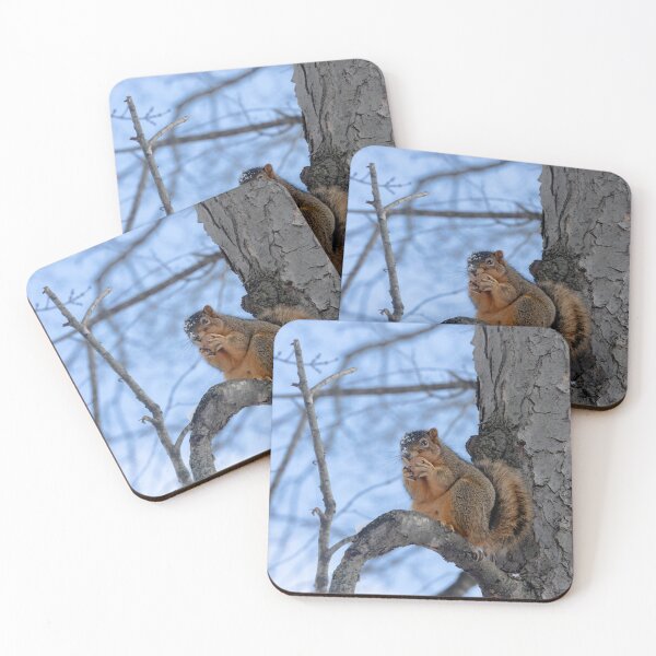 Item preview, Squirrel having a little nibble designed and sold by Split2ndPhotos.