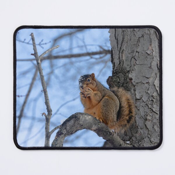 Item preview, Squirrel having a little nibble designed and sold by Split2ndPhotos.