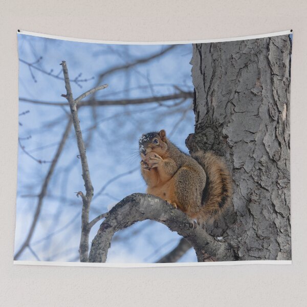Item preview, Squirrel having a little nibble designed and sold by Split2ndPhotos.
