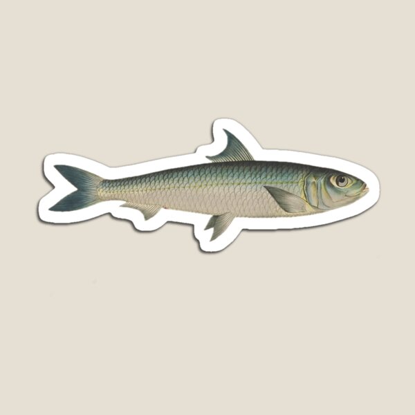 Item preview, Vintage Sardine Illustration | Nautical Art Print designed and sold by Toadstools-Terr.
