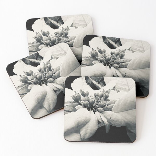 Item preview, White Poinsettia  designed and sold by Betsy Phillips.