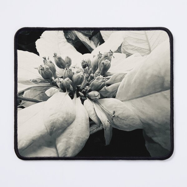 Item preview, White Poinsettia designed and sold by Betsy Phillips.