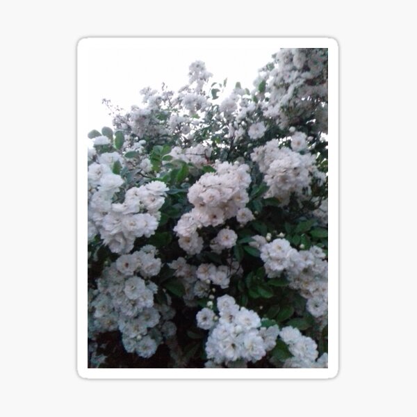 White flowers Sticker