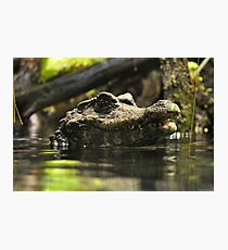 Gator Photographic Print