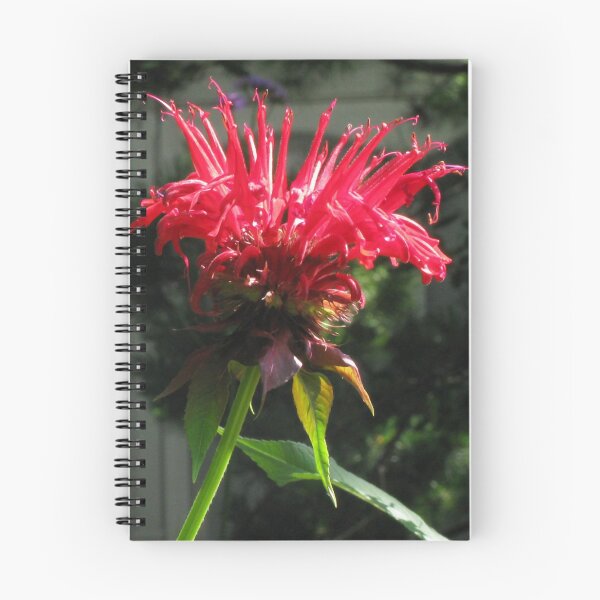 Item preview, Beebalm designed and sold by Betty Mackey.