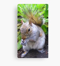 Nutty Squirrel Canvas Print