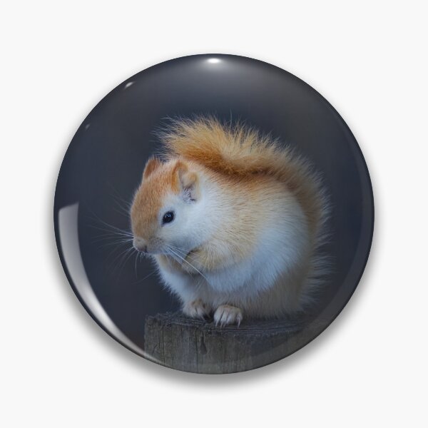 Item preview, White Squirrel on Fence designed and sold by James Cumming.