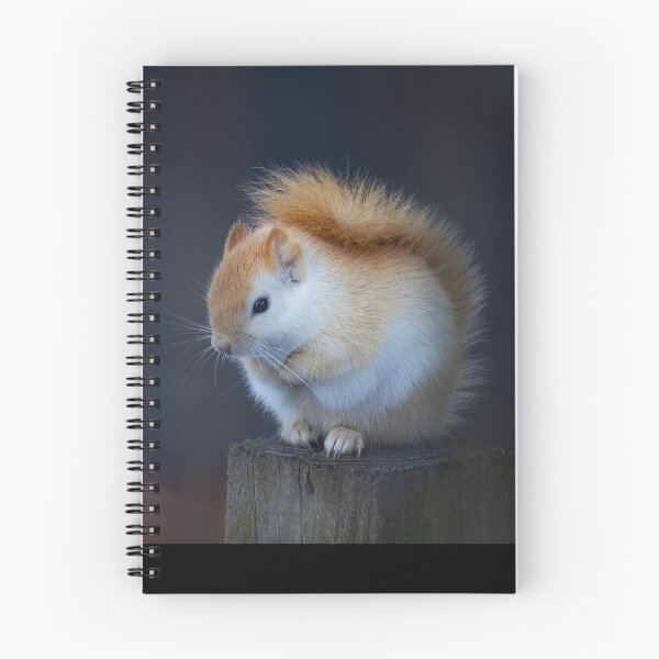 Item preview, White Squirrel on Fence designed and sold by James Cumming.