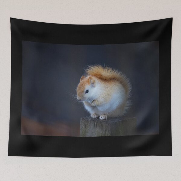 Item preview, White Squirrel on Fence designed and sold by James Cumming.