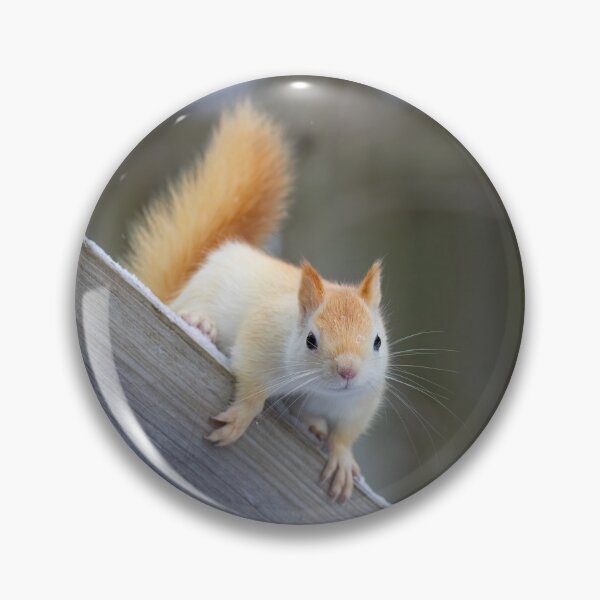Item preview, White Squirrel in Winter designed and sold by James Cumming.