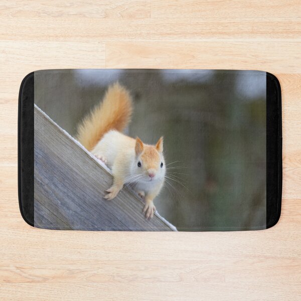Item preview, White Squirrel in Winter designed and sold by James Cumming.