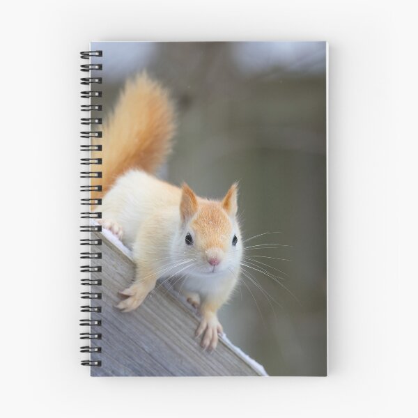 Item preview, White Squirrel in Winter designed and sold by James Cumming.