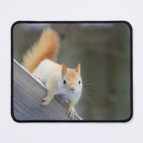 Item preview, White Squirrel in Winter designed and sold by James Cumming.