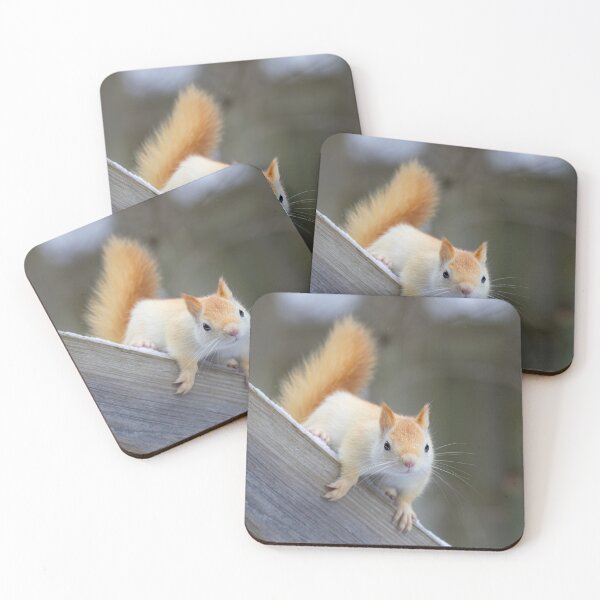 Item preview, White Squirrel in Winter designed and sold by James Cumming.