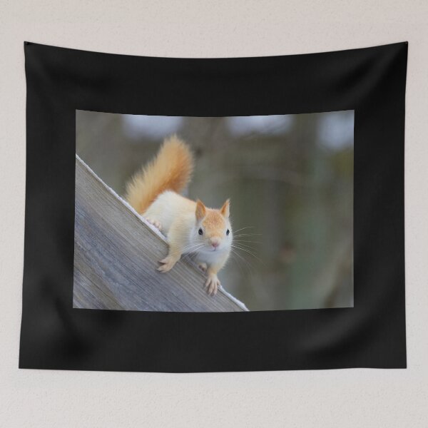 Item preview, White Squirrel in Winter designed and sold by James Cumming.