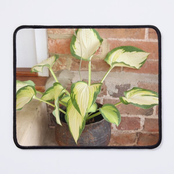 Artikelvorschau, Hosta Pflanze entworfen und verkauft von pinkal.
