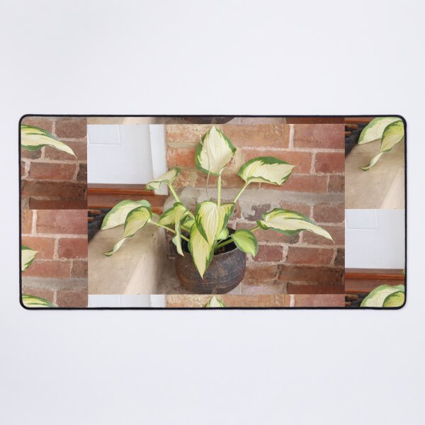 Artikelvorschau, Hosta Pflanze entworfen und verkauft von pinkal.