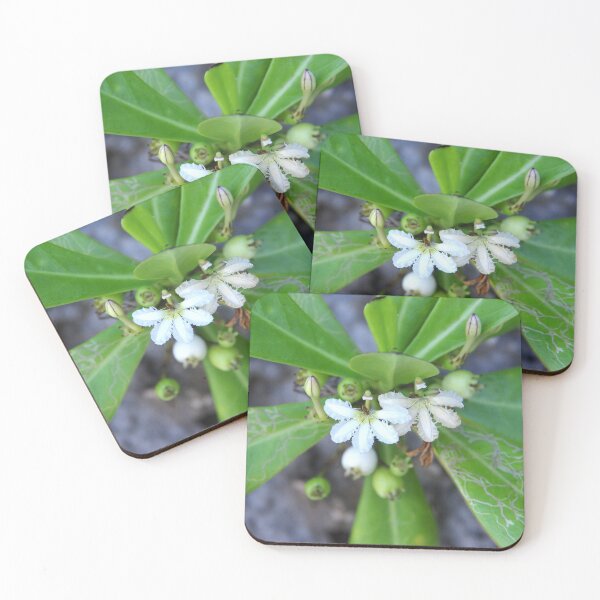 Item preview, Beach Naupaka Flowering on Sumilon Island, Philippines designed and sold by The Botanical Jason.