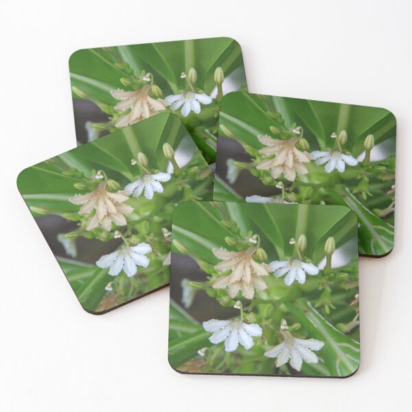 Item preview, Beach Naupaka Flowering on Sumilon Island, Philippines designed and sold by The Botanical Jason.