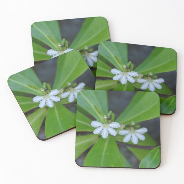 Item preview, Beach Naupaka Flowering on Sumilon Island, Philippines designed and sold by The Botanical Jason.