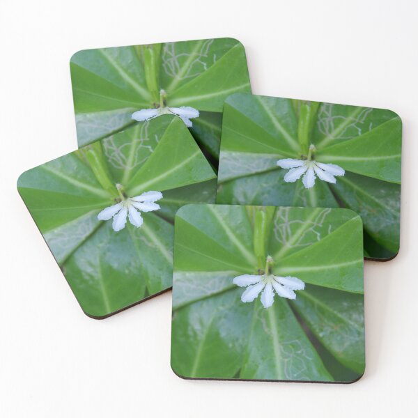 Item preview, Beach Naupaka Flowering on Sumilon Island, Philippines designed and sold by The Botanical Jason.