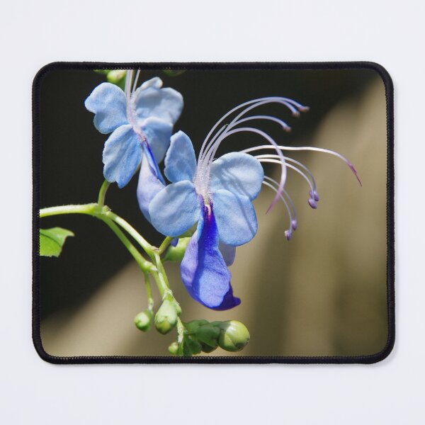Item preview, Butterfly Clerodendrum Flowering at Denver Botanic Gardens designed and sold by The Botanical Jason.