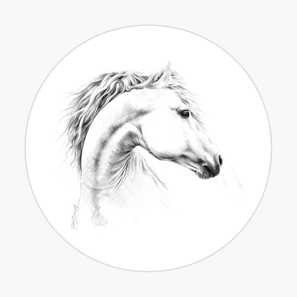 30 White Horse Face Illustrations RoyaltyFree Vector Graphics  Clip Art   iStock  White horses