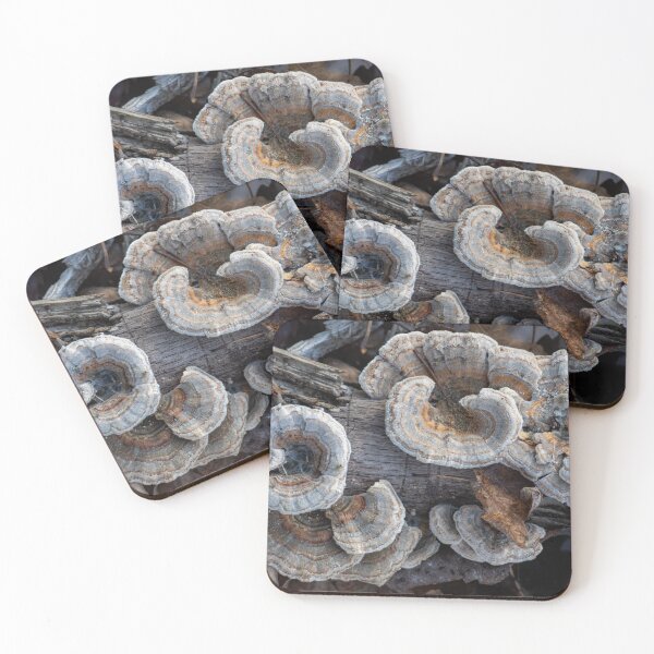 Item preview, Turkey Tail designed and sold by Lauren1235.