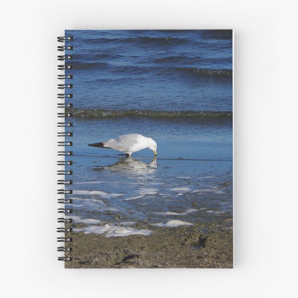 Item preview, Red-billed Gull at Soap Lake Washington. designed and sold by The Botanical Jason.