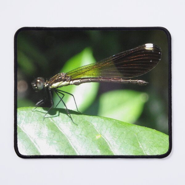 Item preview, Damselfly on a Leaf in Sapang Balas, Dinalupihan, Bataan, Philippines designed and sold by The Botanical Jason.