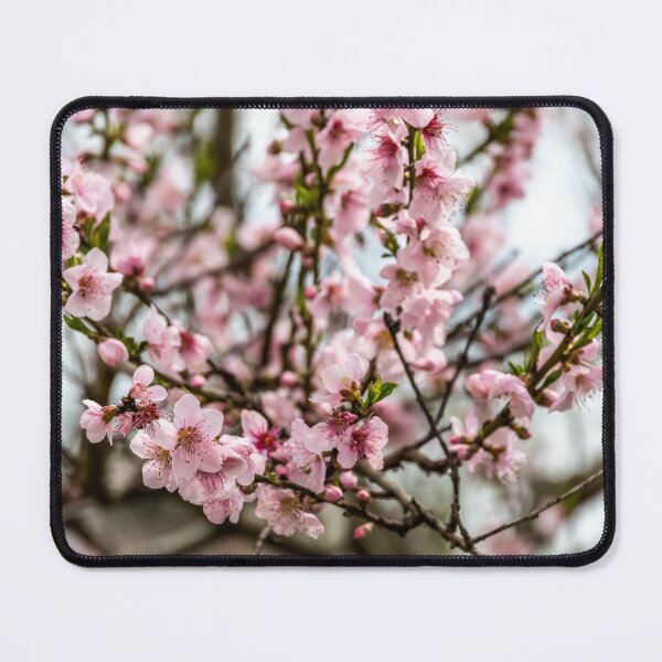Item preview, Italy. Apulia. Alberobello. Spring. Blooming Tree.  designed and sold by vadim19.