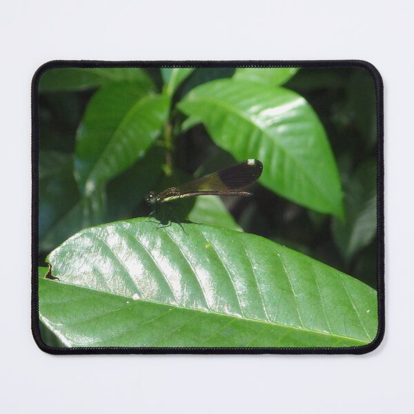 Item preview, Damselfly on a Leaf in Sapang Balas, Dinalupihan, Bataan, Philippines designed and sold by The Botanical Jason.