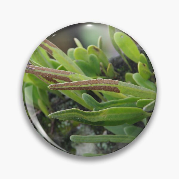 Item preview, Epiphytic Fern Growing on a Tree in Ubud, Bali, Indonesia designed and sold by The Botanical Jason.