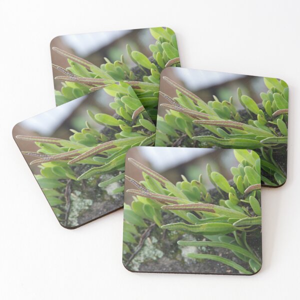 Item preview, Epiphytic Fern Growing on a Tree in Ubud, Bali, Indonesia designed and sold by The Botanical Jason.
