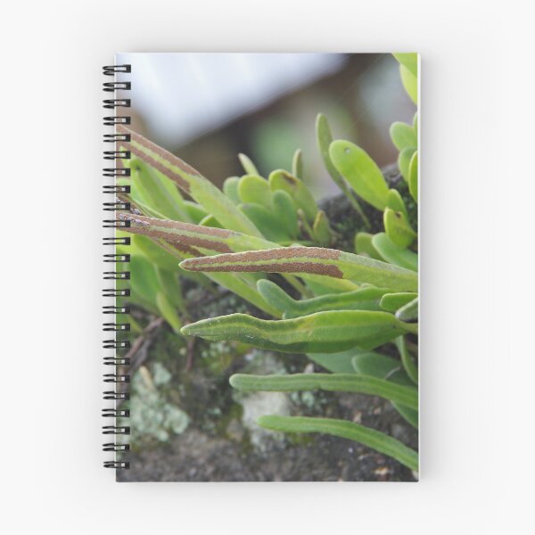 Item preview, Epiphytic Fern Growing on a Tree in Ubud, Bali, Indonesia designed and sold by The Botanical Jason.