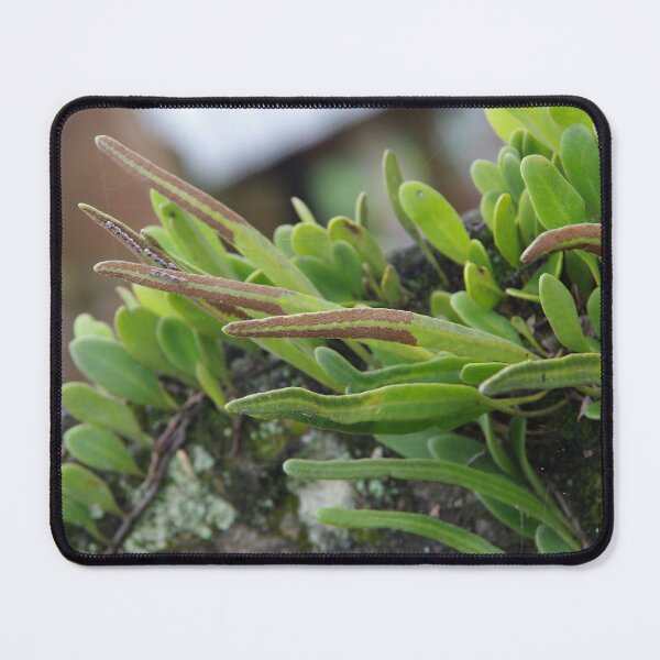 Item preview, Epiphytic Fern Growing on a Tree in Ubud, Bali, Indonesia designed and sold by The Botanical Jason.