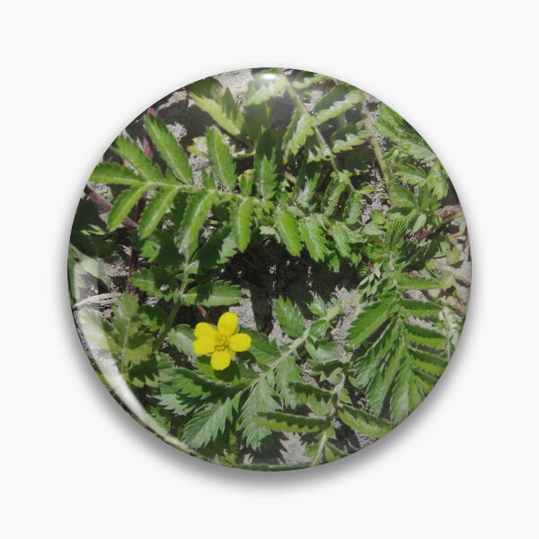 Item preview, Silver Cinquefoil Growing in a Wetland in Eastern Washington State designed and sold by The Botanical Jason.